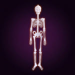Squelette Phosphorescent — vue sous un autre angle, décoration/accessoire Halloween Mazzed